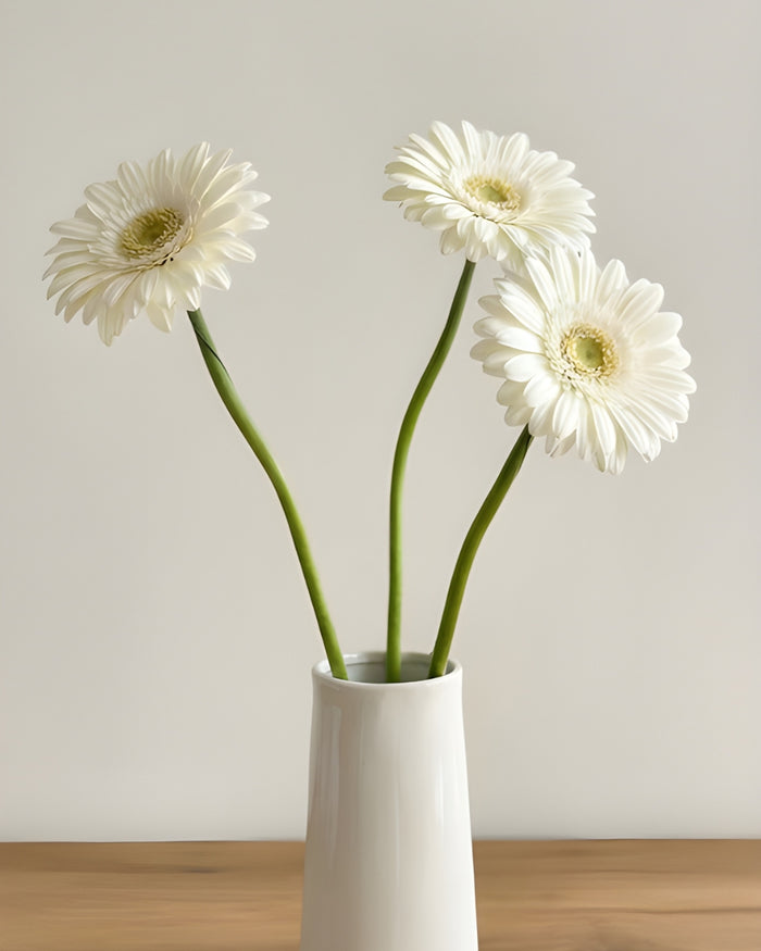 Gerbera blanc - 10 tiges