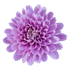 Chrysanthèmes
