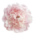 Pivoine