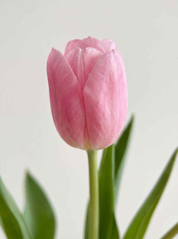 Tulipe rose - 50 tiges