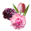 Fleurs de compositions