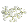 Fleurs champêtres & aériennes