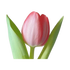 Tulipe